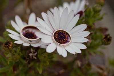 Laureos Photographies